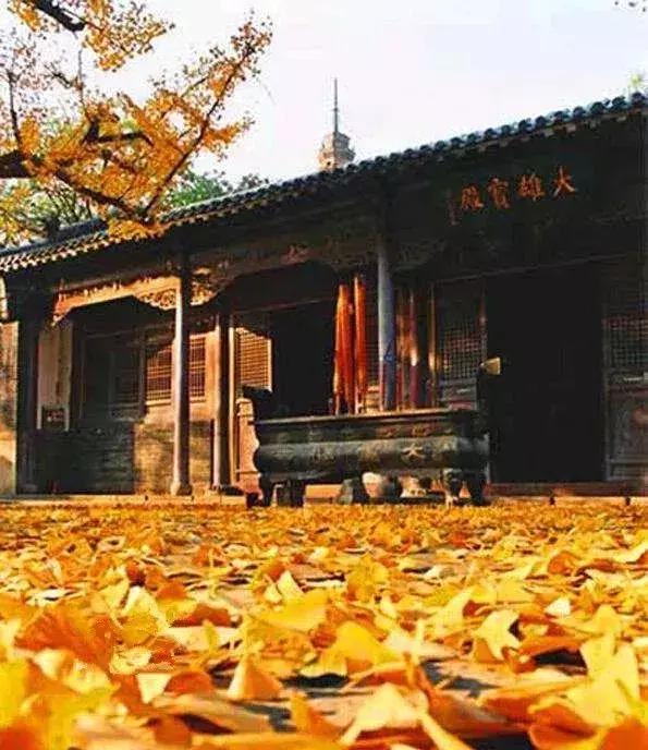 济南最美的银杏地图,济南看银杏最好的地方