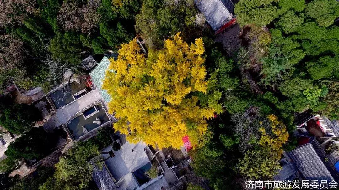 济南最美的银杏地图,济南看银杏最好的地方