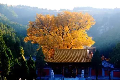 济南最美的银杏地图,济南看银杏最好的地方