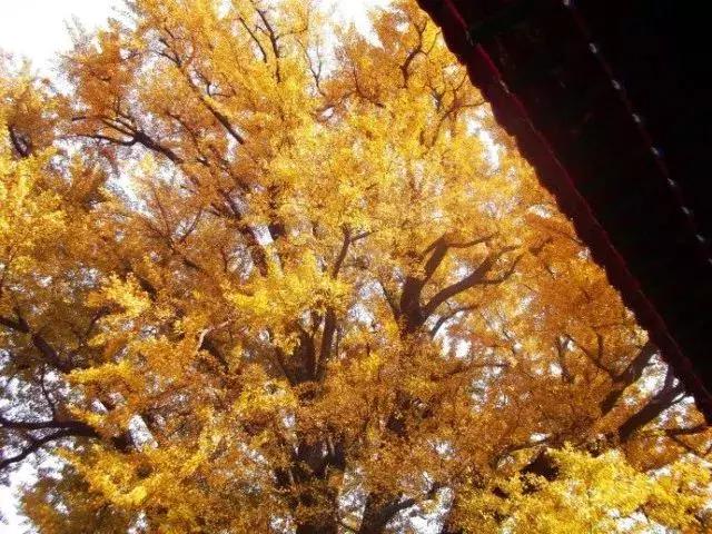 济南最美的银杏地图,济南看银杏最好的地方