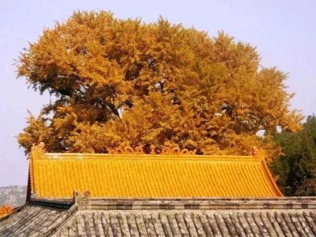 济南最美的银杏地图,济南看银杏最好的地方