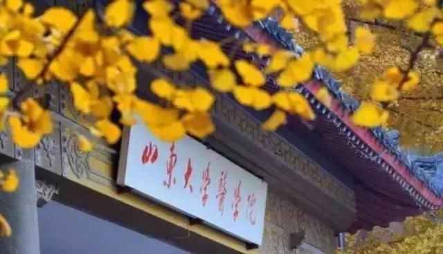 济南最美的银杏地图,济南看银杏最好的地方