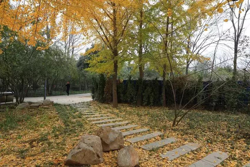 济南最美的银杏地图,济南看银杏最好的地方