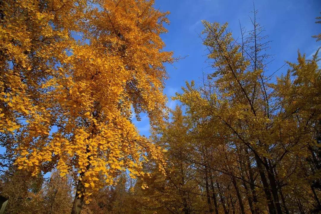 济南最美的银杏地图,济南看银杏最好的地方