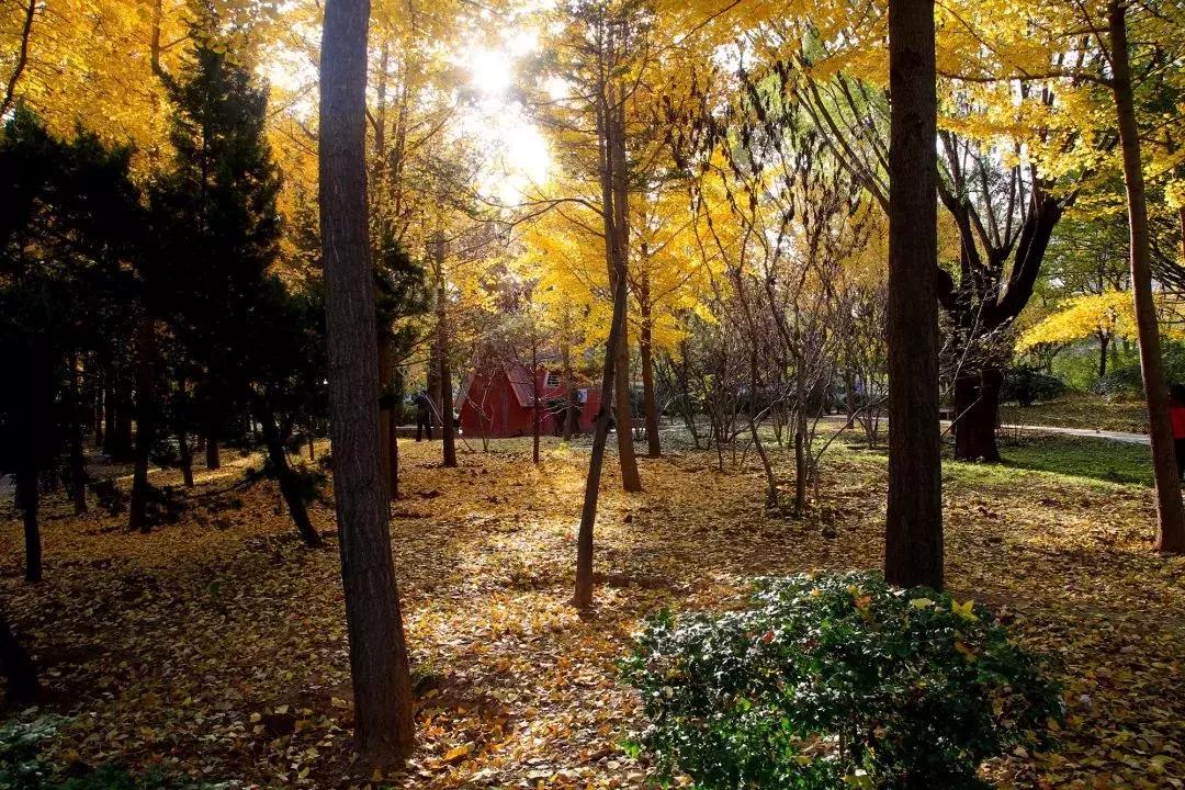 济南最美的银杏地图,济南看银杏最好的地方