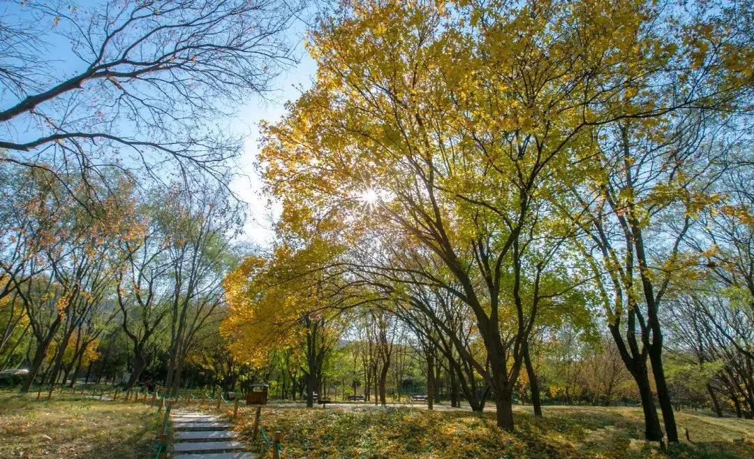 济南最美的银杏地图,济南看银杏最好的地方