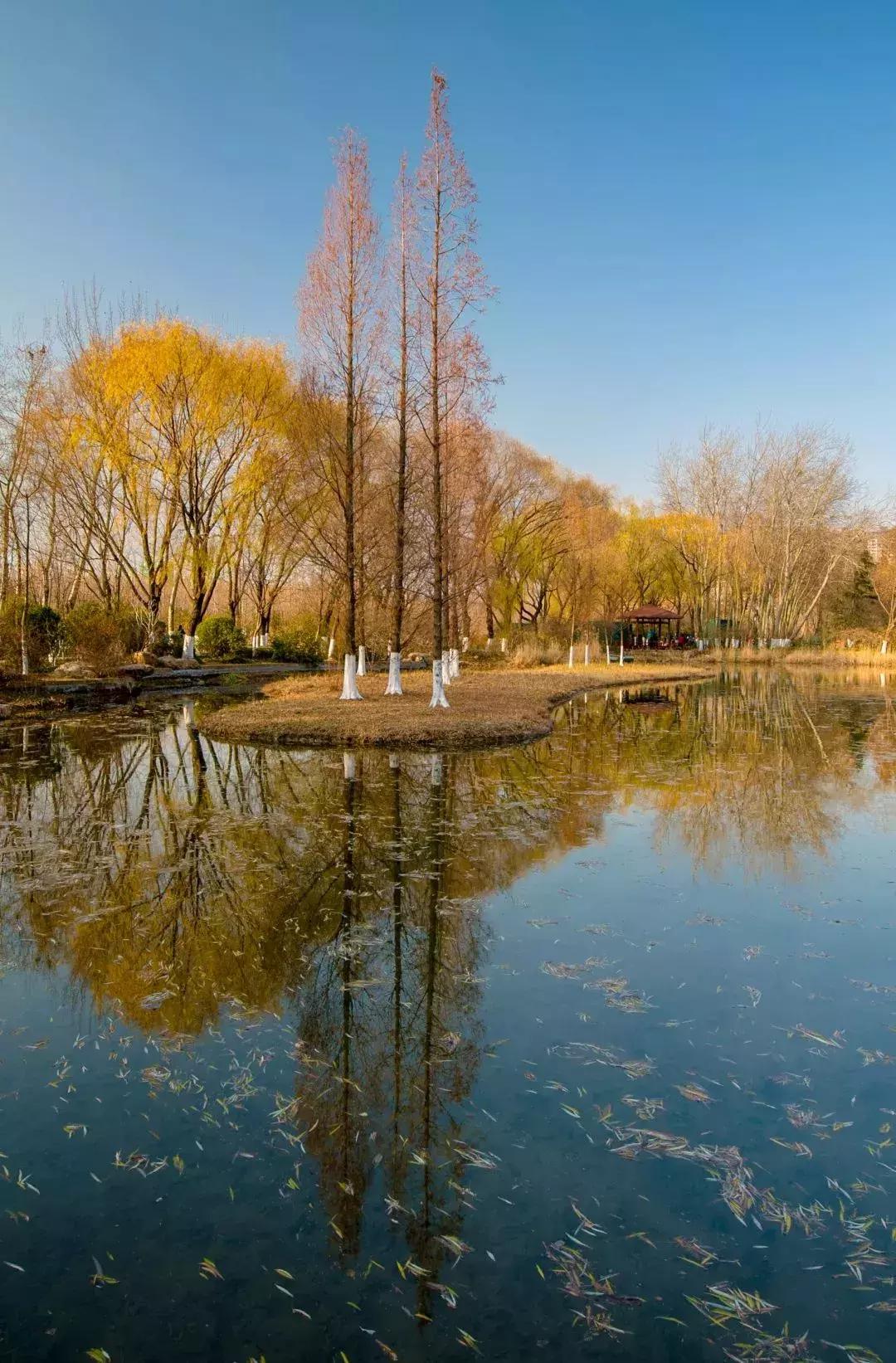济南最美的银杏地图,济南看银杏最好的地方