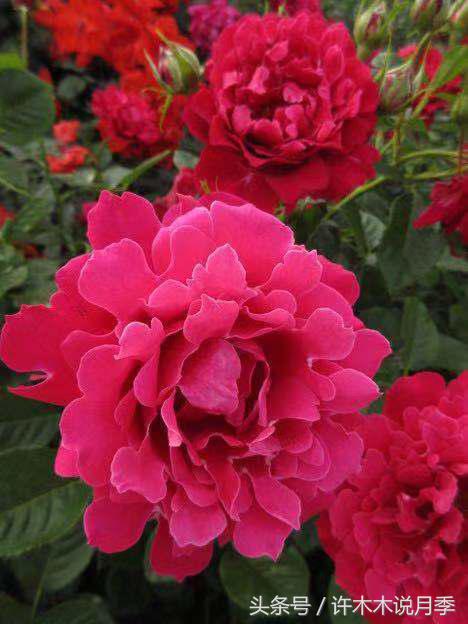 月季冬天需要防虫吗,月季冬天冻死吗