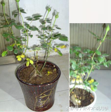 月季冬天需要防虫吗,月季冬天冻死吗