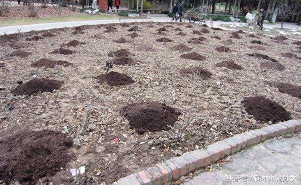 月季冬天需要防虫吗,月季冬天冻死吗