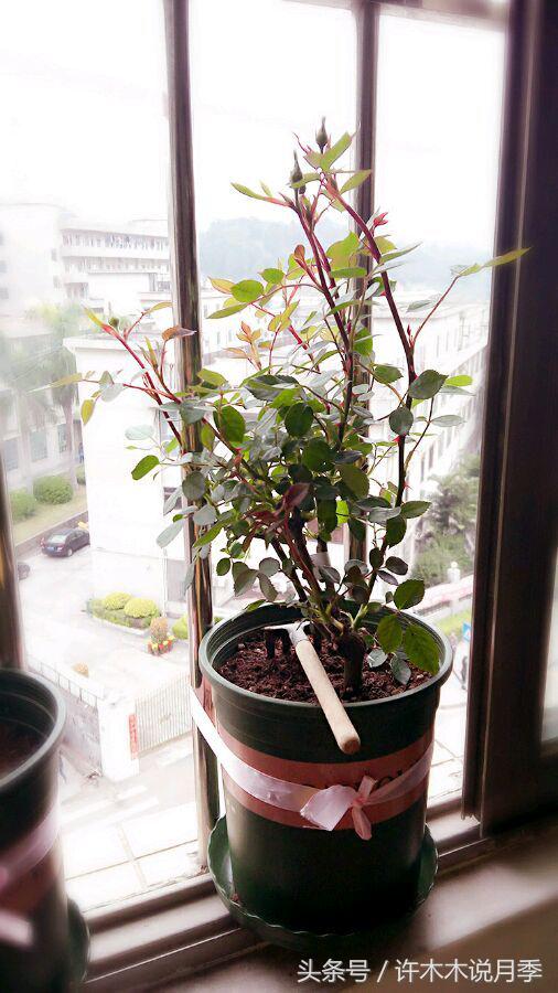 月季冬天需要防虫吗,月季冬天冻死吗