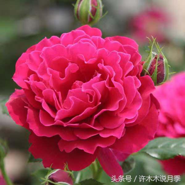 月季冬天需要防虫吗,月季冬天冻死吗