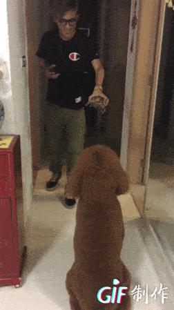 巨型贵宾犬剃完毛毛是什么样子的,巨型贵宾犬多大就能剪毛