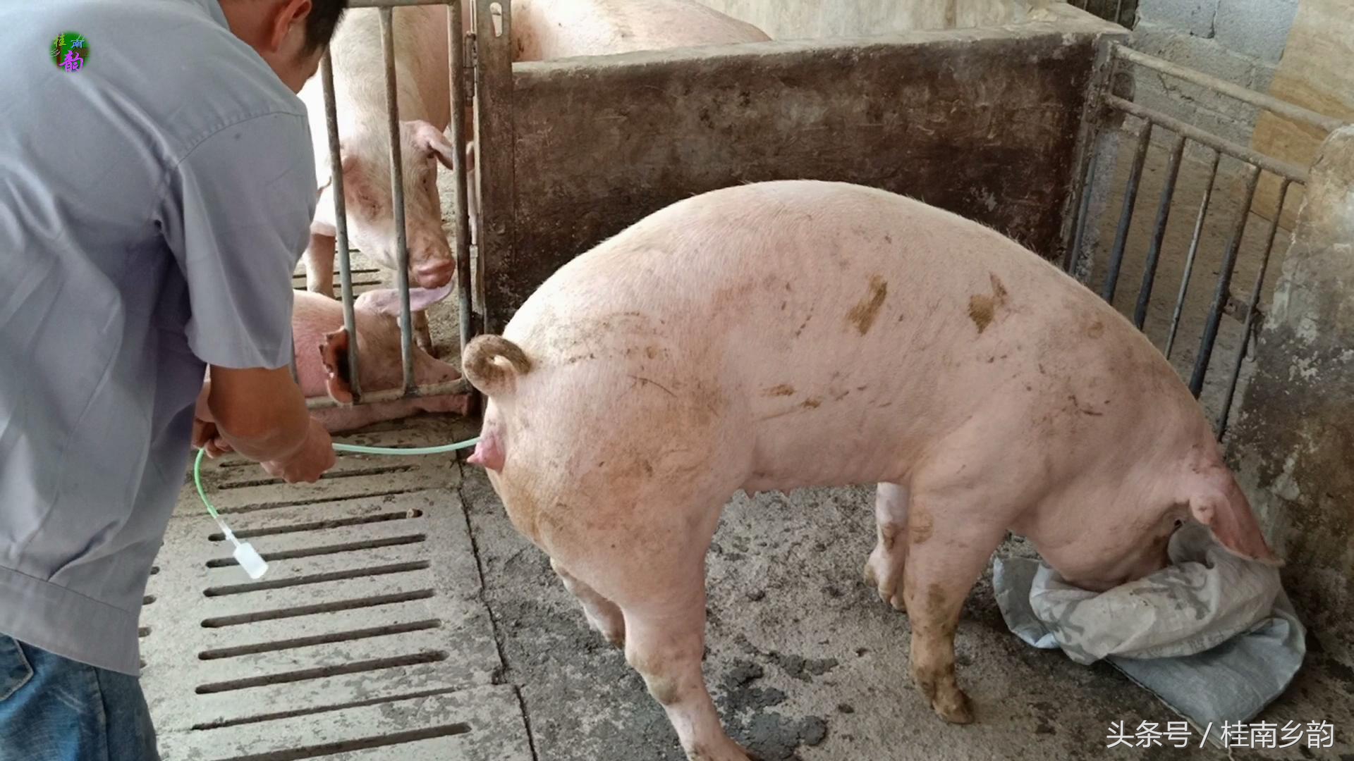 如何给母猪合理人工授精,怎么给母猪人工授精呢