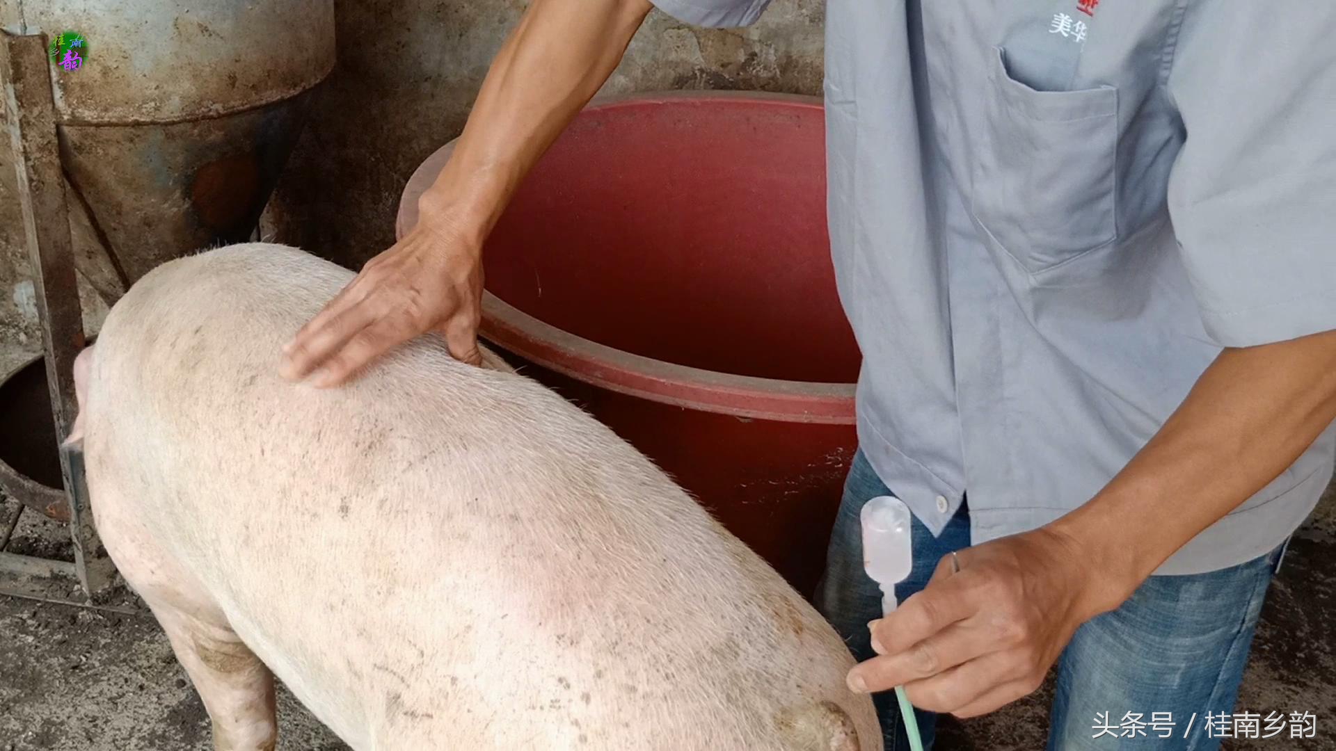 如何给母猪合理人工授精,怎么给母猪人工授精呢