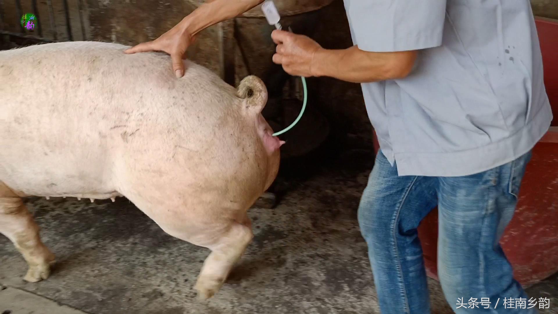 如何给母猪合理人工授精,怎么给母猪人工授精呢