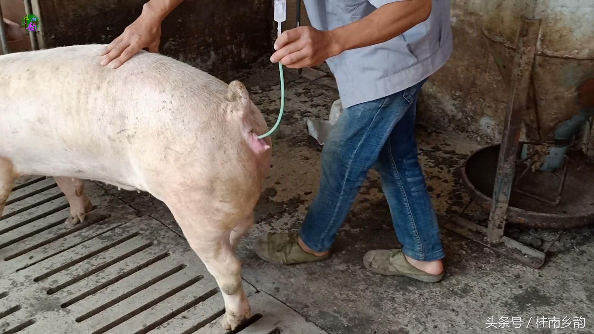 如何给母猪合理人工授精,怎么给母猪人工授精呢