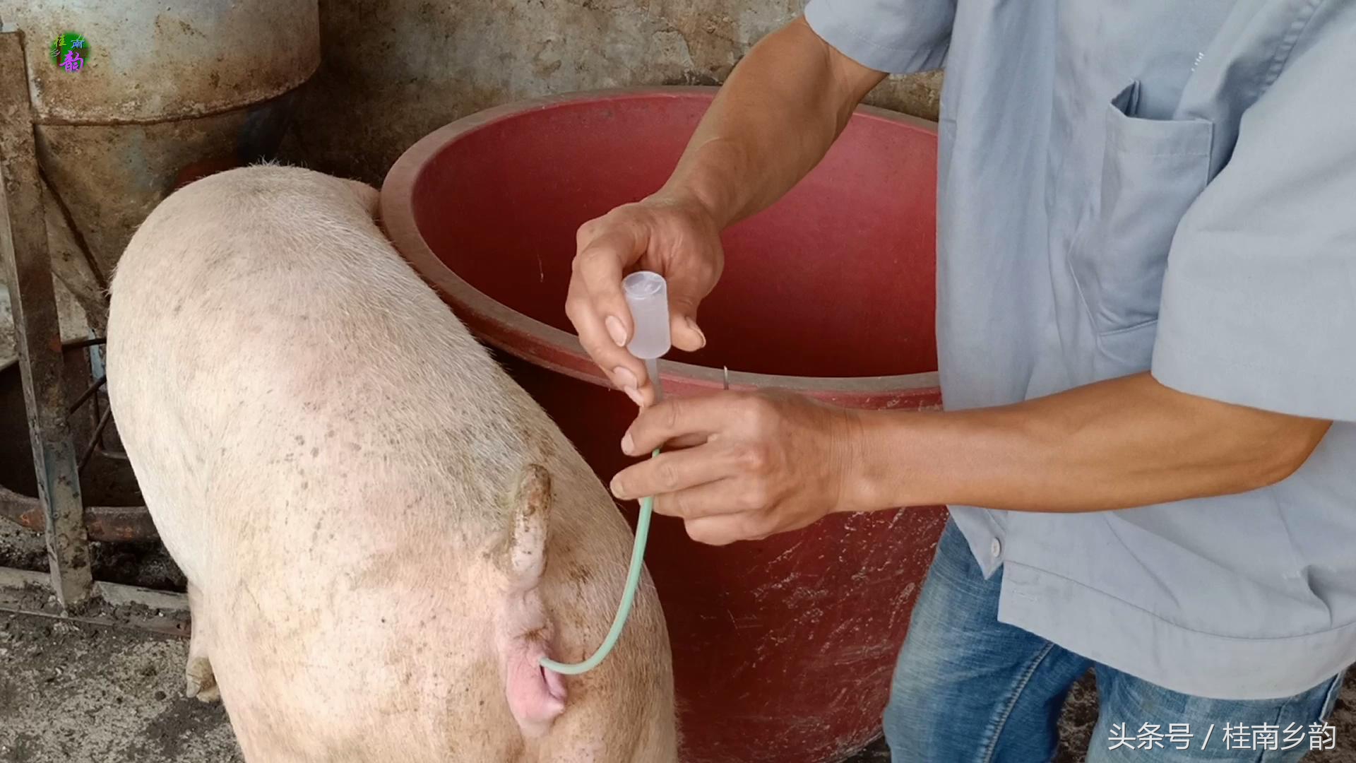 如何给母猪合理人工授精,怎么给母猪人工授精呢