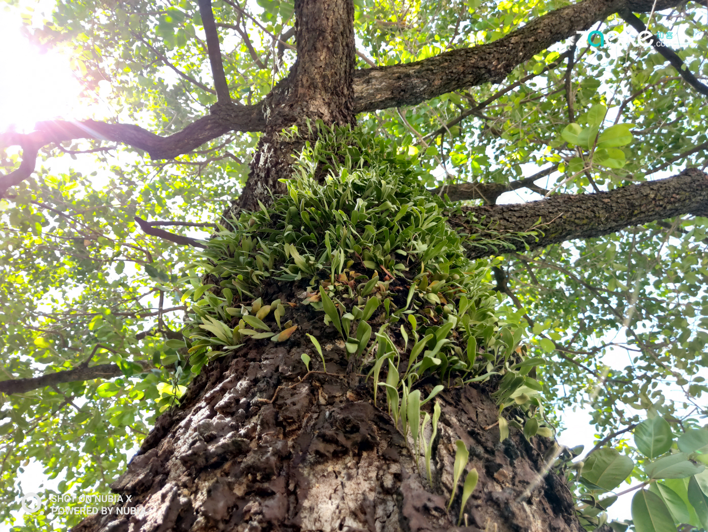 努比亚x详细使用评测,努比亚x试玩