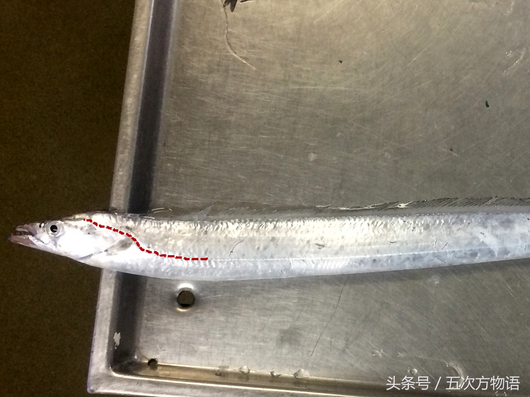 带鱼的注意事项,关于带鱼的冷门知识