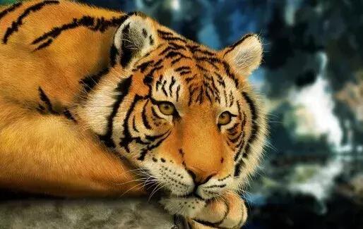 十二生肖虎的简短来历故事,十二生肖虎的来历简短