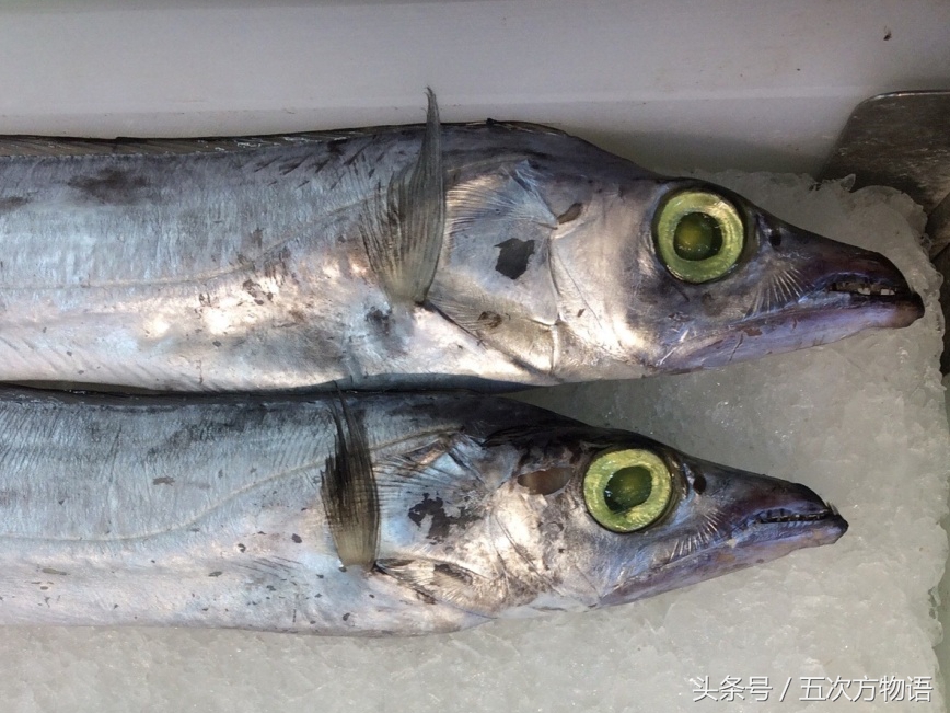带鱼的注意事项,关于带鱼的冷门知识