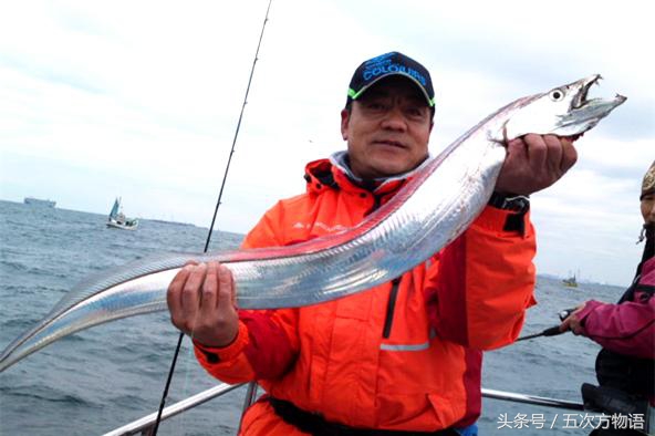 带鱼的注意事项,关于带鱼的冷门知识