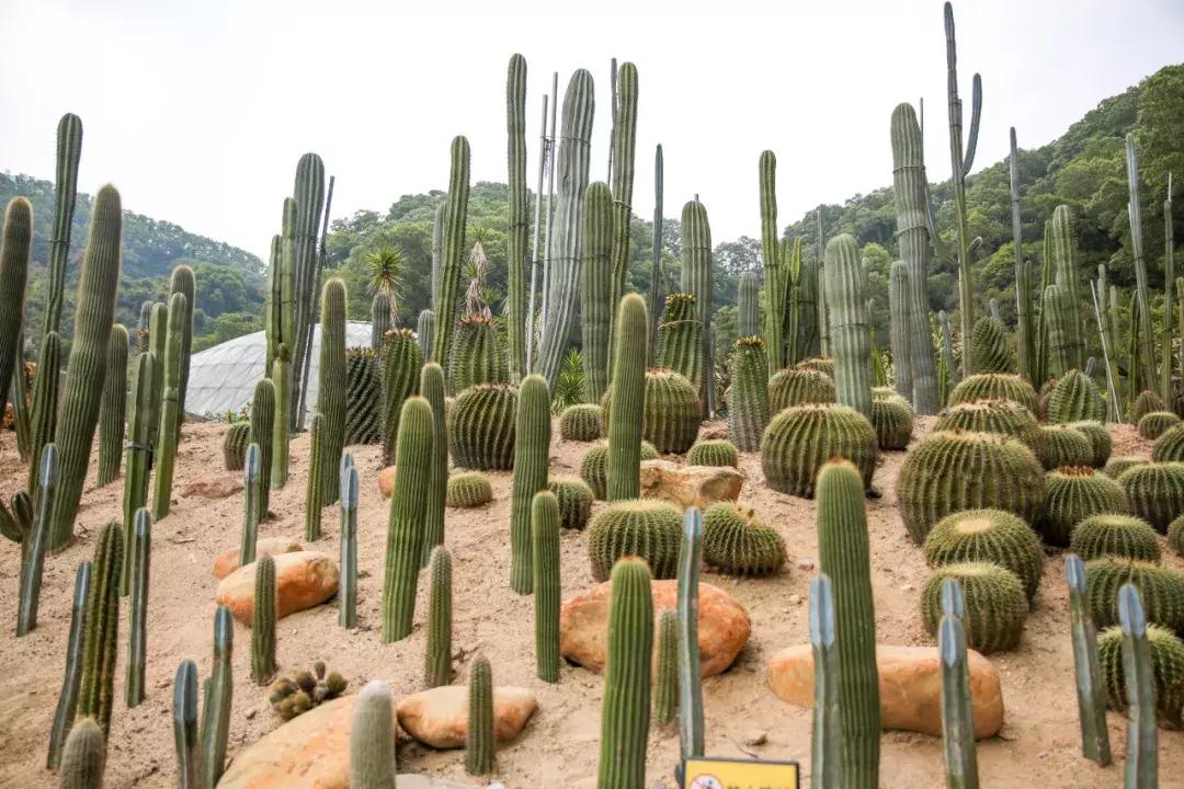 向世界推介深圳,深圳向世界发出邀请