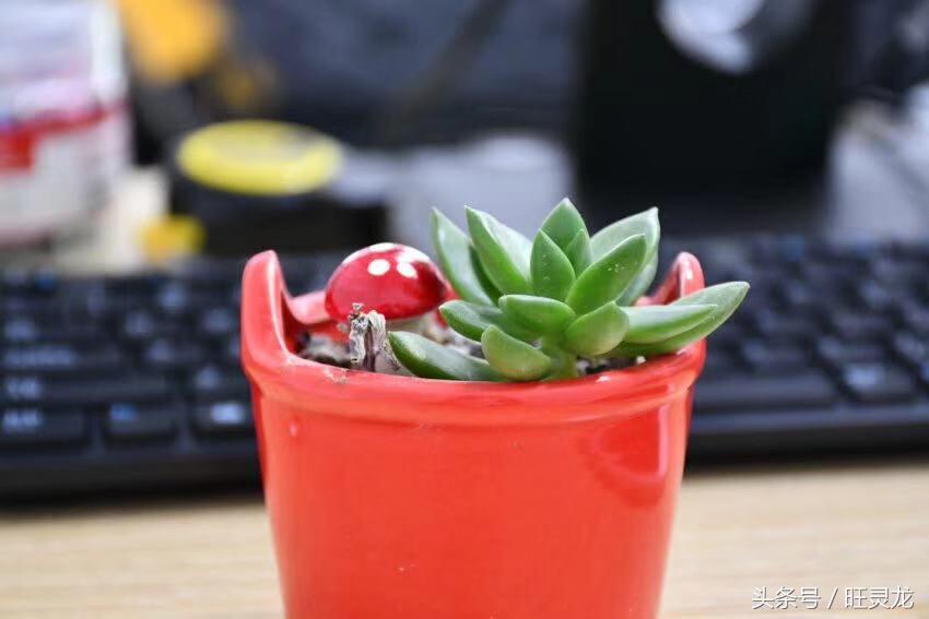 尼康d7500相机全部参数,尼康d7500套机死机问题