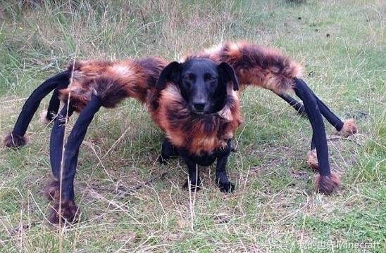 我的世界万圣嘉年华任务,我的世界史蒂夫的万圣节晚会