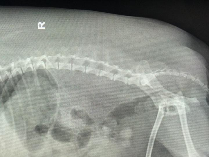 狗狗眼部疾病图片大全,狗狗神经系统疾病表现