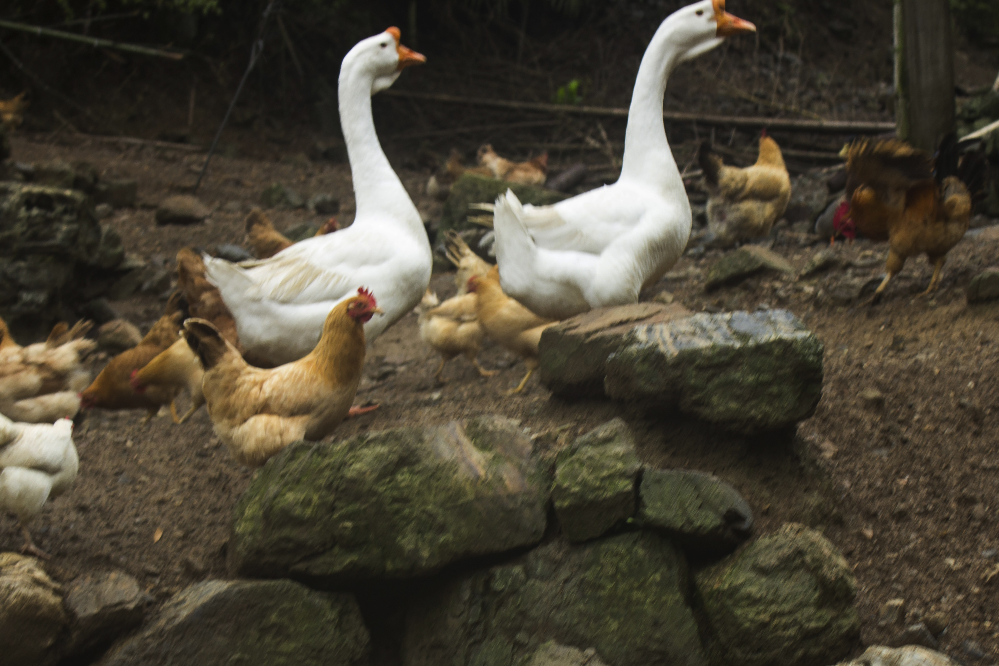 农村土鸡养殖现状及前景如何呢,农村土鸡养多久才好吃