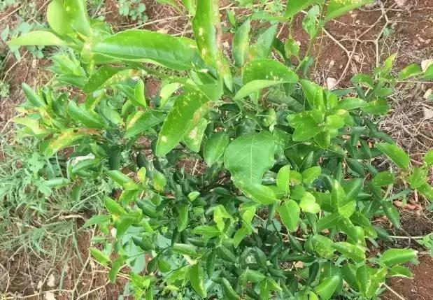 果树药害补救最新方法,果树什么天气打药容易出现药害