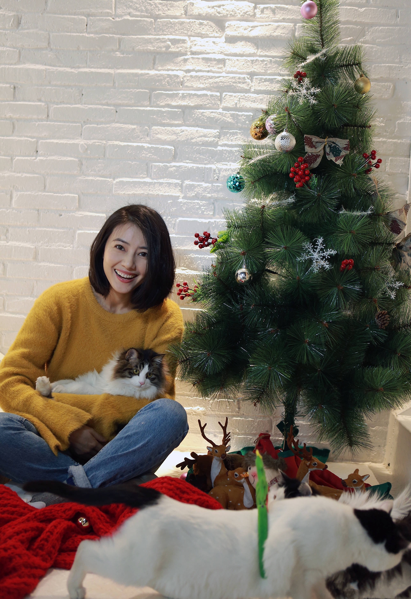 高圆圆发型最新短发怎么剪,高圆圆短发低马尾慵懒发型