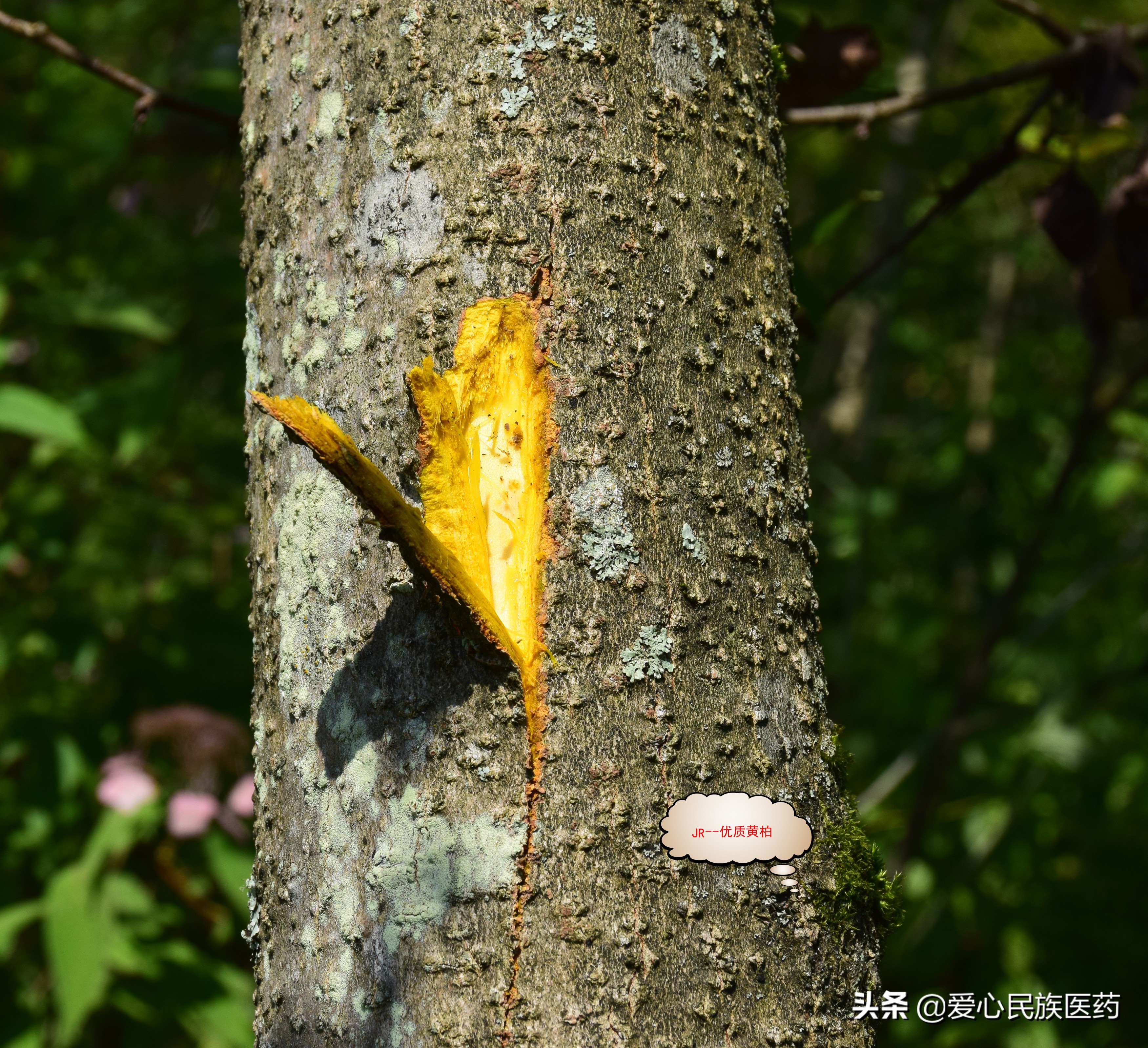 同名同姓一南一北的黄柏功效却有大不同