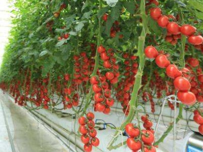 室内无土栽培蔬菜招商加盟,室内蔬菜无土种植方法