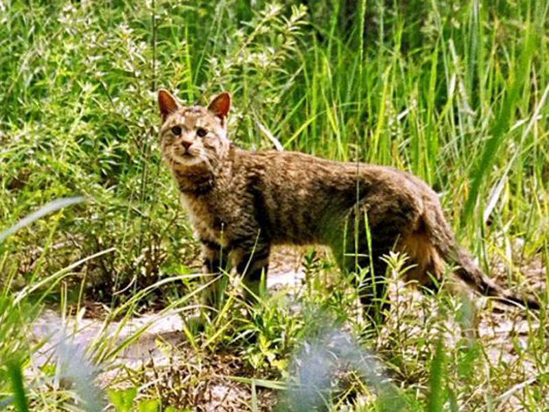 世界上最昂贵的5种猫,盘点全球八大昂贵猫咪排行榜