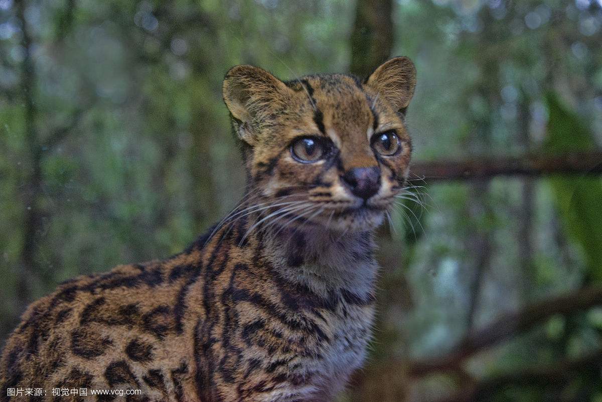 世界上最昂贵的5种猫,盘点全球八大昂贵猫咪排行榜