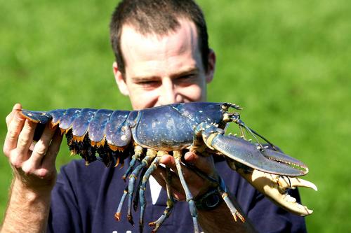 深海海鲜哪个最好吃,深海好吃的海鲜