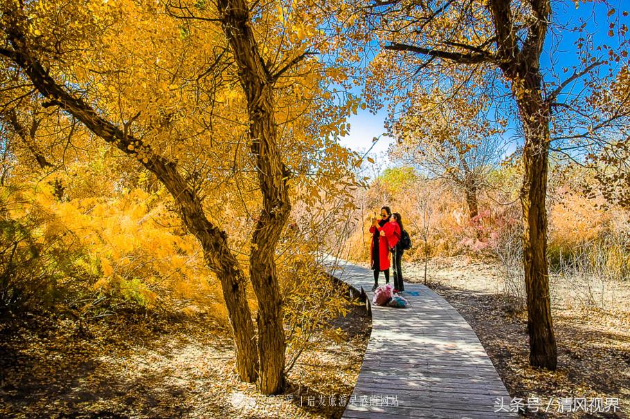 千年的等待纯音乐,金塔胡杨林美照