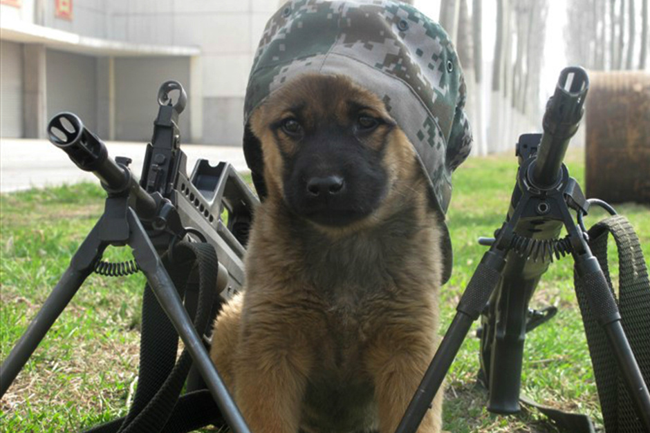 日常做“狗”，不如到末世里撸狗