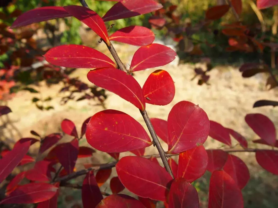 西山森林公园秋季爬山攻略,秋天西山国家森林公园