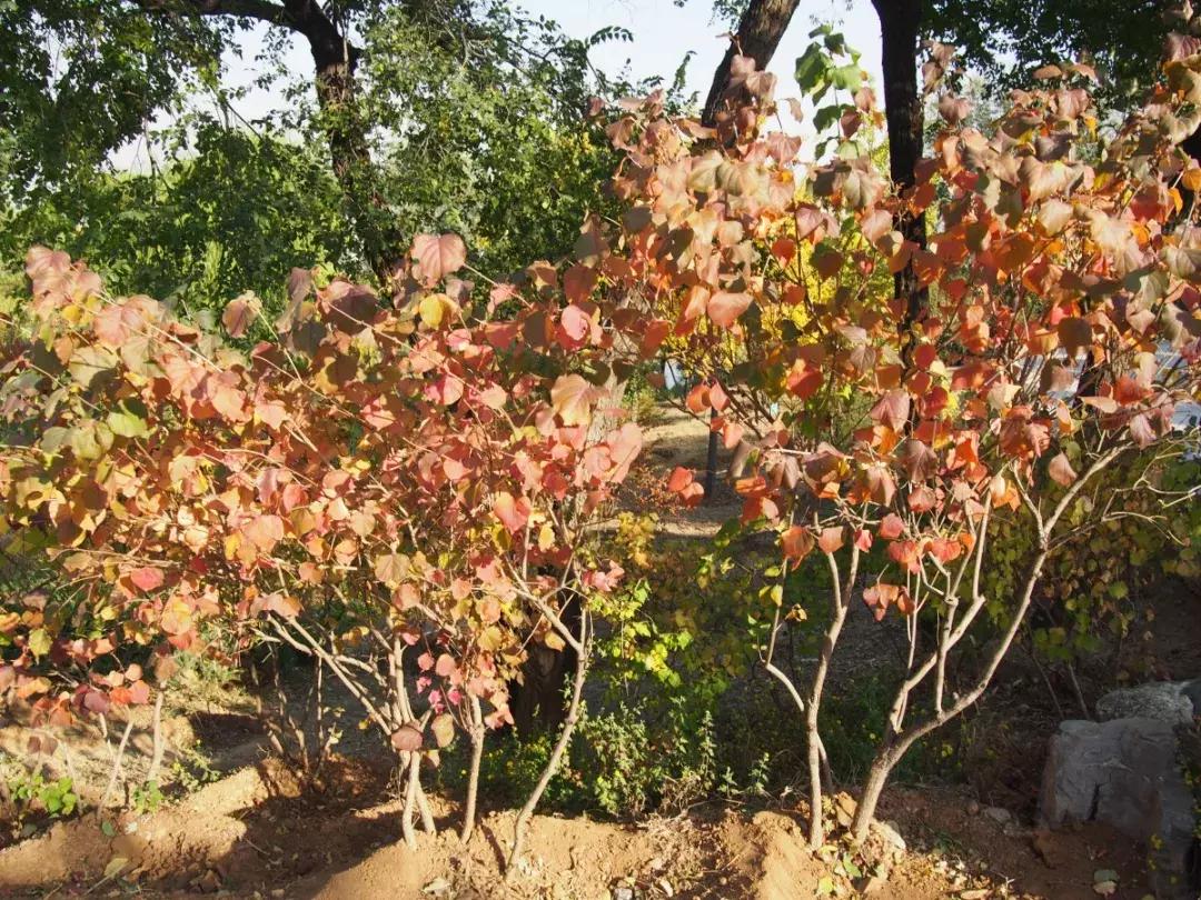 西山森林公园秋季爬山攻略,秋天西山国家森林公园