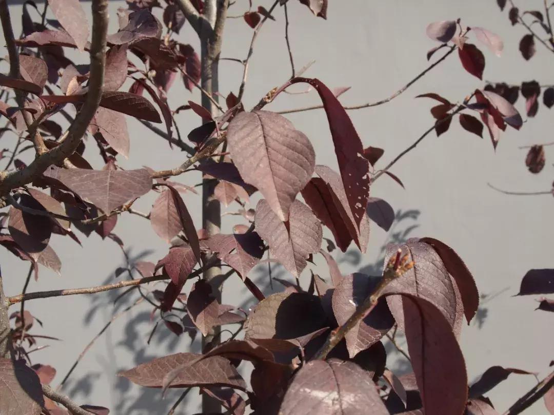 西山森林公园秋季爬山攻略,秋天西山国家森林公园