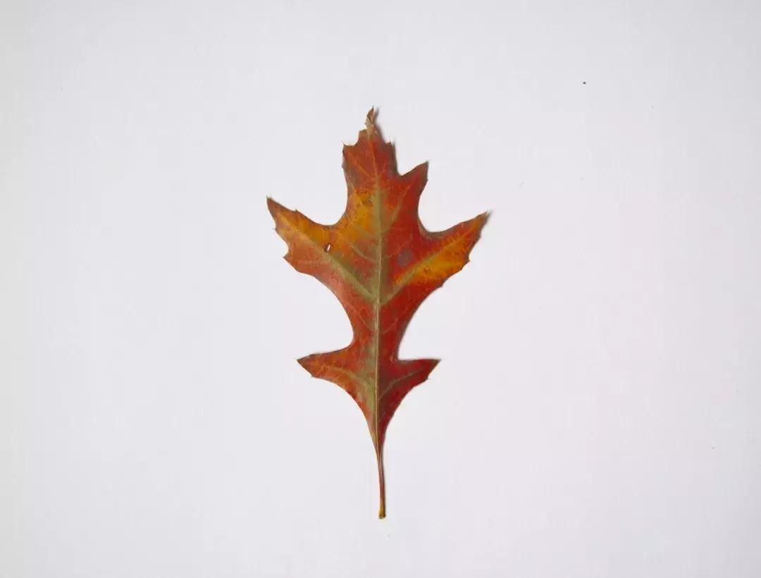 西山森林公园秋季爬山攻略,秋天西山国家森林公园