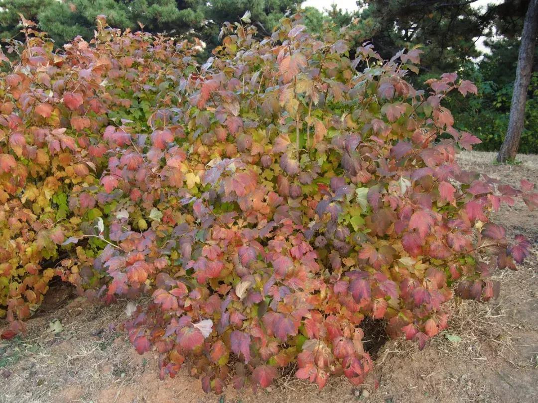 西山森林公园秋季爬山攻略,秋天西山国家森林公园