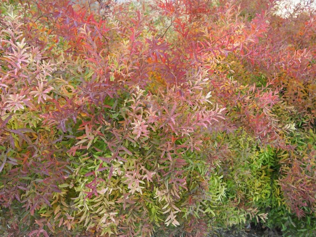 西山森林公园秋季爬山攻略,秋天西山国家森林公园