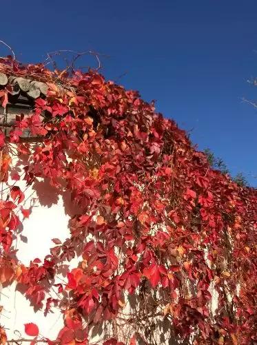 西山森林公园秋季爬山攻略,秋天西山国家森林公园