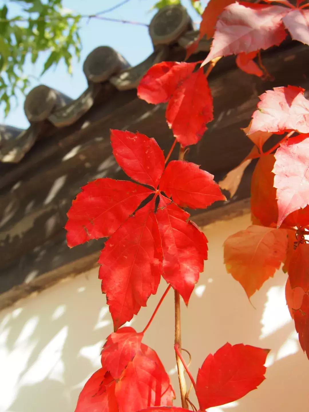 西山森林公园秋季爬山攻略,秋天西山国家森林公园