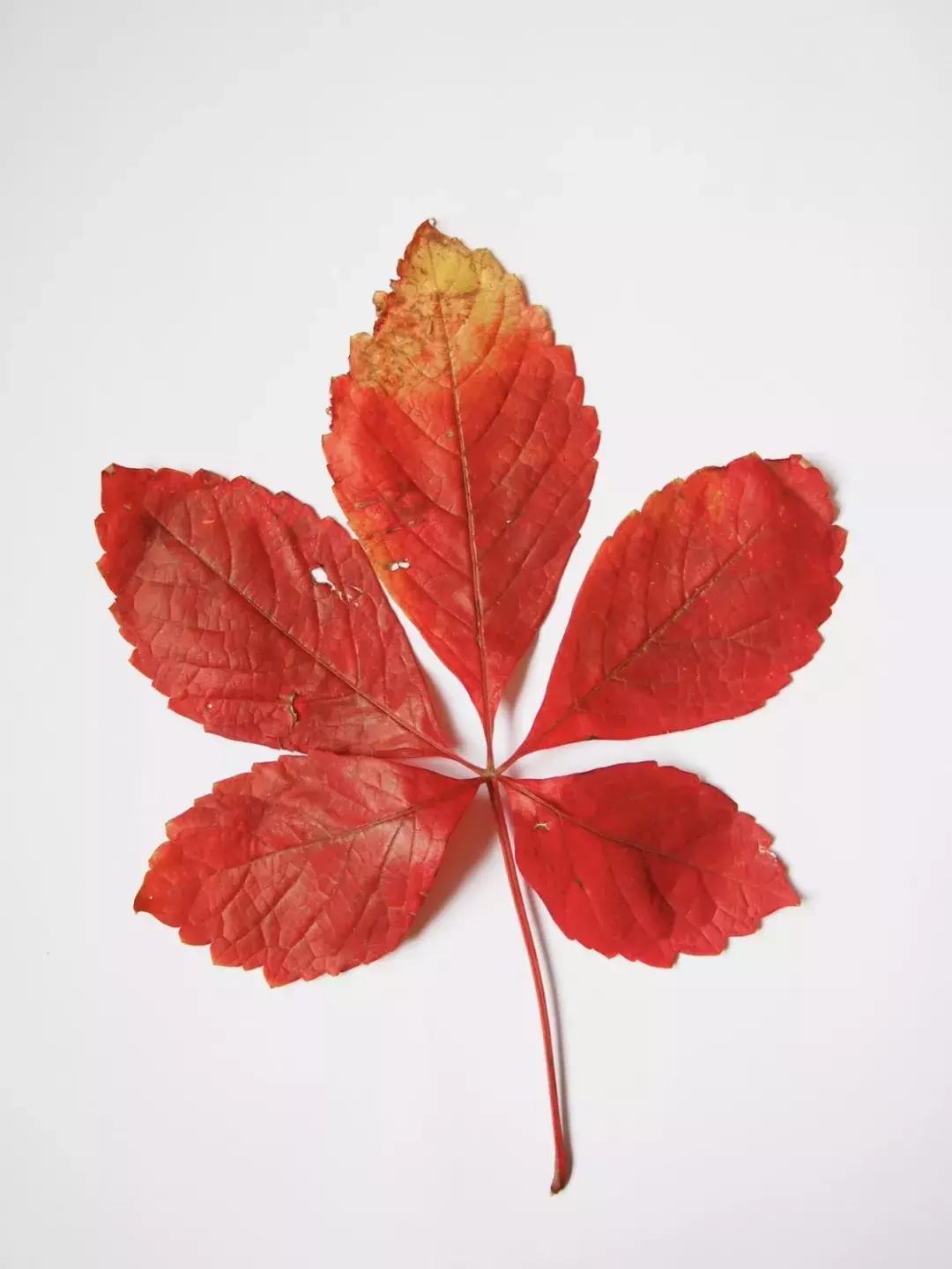 西山森林公园秋季爬山攻略,秋天西山国家森林公园